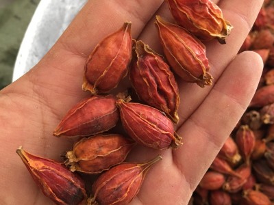 栀子 江西栀子纯干颜色好 为冲销量货好价优产地江西 精品好药尽在七彩百草图1