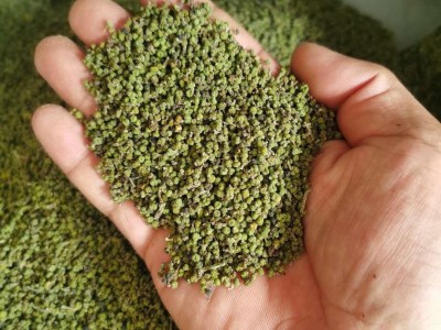 吴茱萸 吴茱萸小花新货 颜色青 气味浓郁 地道药材   产地 江西省图2