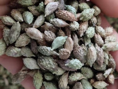 苍耳子 苍耳子中期黄绿色统货 质量好  产地 山东省图2