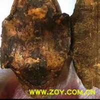 旱龟板 龟板专营！！ 制龟板 包药检！工艺地道 产地直销 一手货源 产地 湖北省