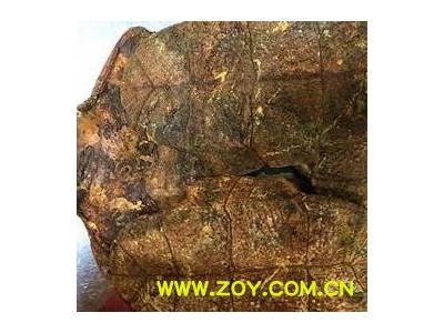 旱龟板 龟板专营！！ 制龟板 包药检！工艺地道 产地直销 一手货源 产地 湖北省图2