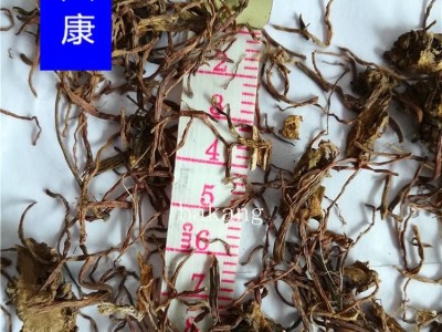 紫菀 01统图3