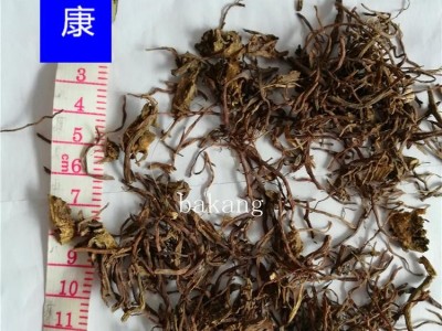 紫菀 01统图2