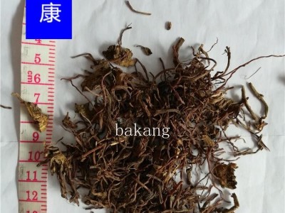 紫菀 01统图1