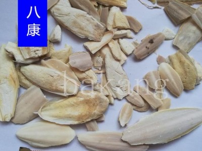 海螵蛸 01小个图2
