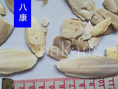 海螵蛸 01小个图3