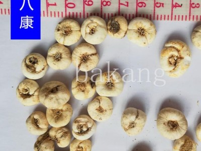 平贝母 平01统 产地 吉林省通化市柳河县