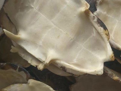 龟甲 旱龟板选货  正品龟板草龟板  实物如主图 净龟板 产地 湖北省宜昌市兴山县图2