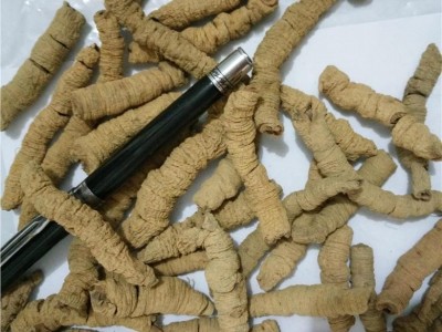 巴戟天 手选货  纯大个  产地 广东省肇庆市德庆县图2