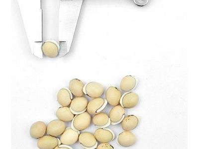白扁豆 云南白扁豆统货 新店上线 货好价优图3