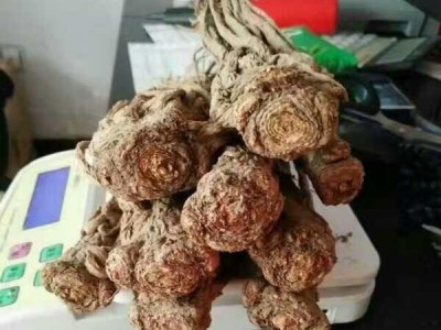 当归全当归无硫大条精选十支归岷归甘肃省陇南市宕昌县图3