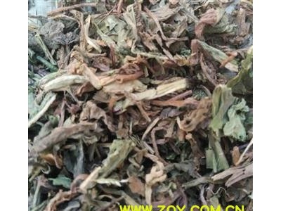 蒲公英 家种蒲公英绿色统段 刚到新货 产地直销 假一赔十 大货与图片一样 干净无杂质 产地 山东省图3