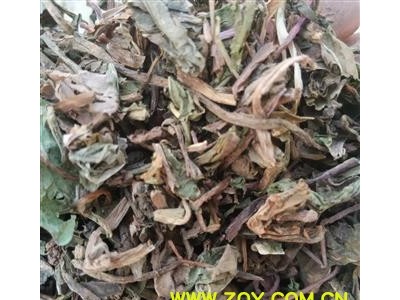 蒲公英 家种蒲公英绿色统段 刚到新货 产地直销 假一赔十 大货与图片一样 干净无杂质 产地 山东省图2