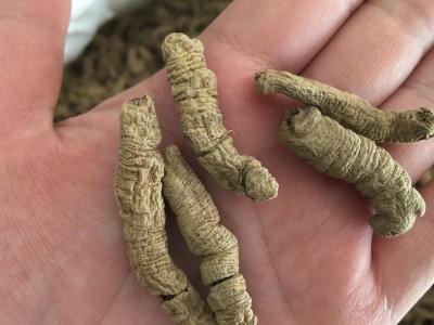 巴戟肉 巴戟天抽芯 统货 过筛去泥沫 颜色好 产地 广东省图3