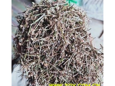 白花蛇舌草 新货！蛇草 精品货 筛粉无杂质 今年新货产地 江西省图2