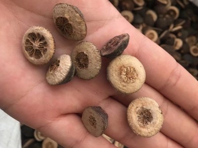 枳实 正品 江西 鹅眼枳实 假一赔十 产地 江西图1