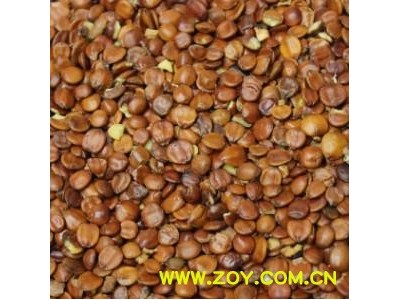 【进口生酸枣仁】@【同欢药材】中药材批发供应  规格齐全 量大从优  产地 海外图2