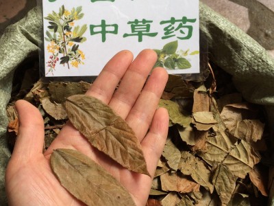 广西壮乡中草药 野生 葫芦茶 剃刀柄 金剑草 咸鱼草 产地 广西柳州图2
