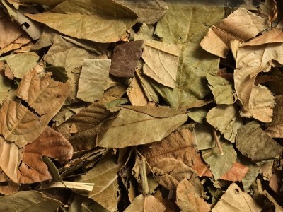 广西壮乡中草药 野生 葫芦茶 剃刀柄 金剑草 咸鱼草 产地 广西柳州图3