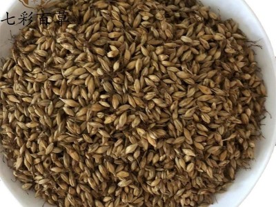 麦芽 炒麦芽 个个有芽 为冲销量 低价售 量大价格再优惠图2