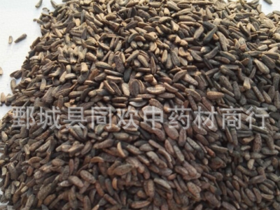 【牛子 水洗牛蒡子净货】@【同欢药材】中药材批发供应  规格齐全 量大从优  产地 甘肃省图2