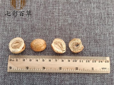 川楝子 精选大个  货干颜色好 实图拍摄 品质保证 为冲销量 货好价格低图4
