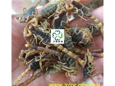 全蝎 精品优质全蝎 淡盐选大条货 9成干 肚子无东西 蝎子 全虫新 产地 山东省图2