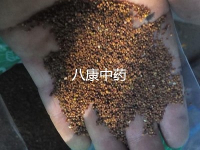 菟丝子 宁夏 01统货 带少量杂志图3
