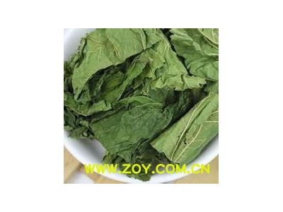 桑叶 统 产地 山东省 华美中药 产地直销 重在品质图3