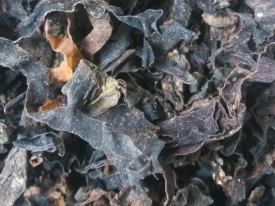 昆布 昆布统货 产地 广西壮族自治区 产地直销 重在质量图2