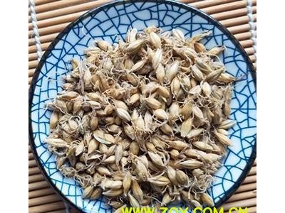 麦芽 生麦芽统货 芽多 产地 山东省图2