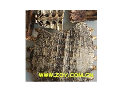 炒鳖甲 包药检 醋鳖甲 好货 不带肉 完整   产地 浙江省图2