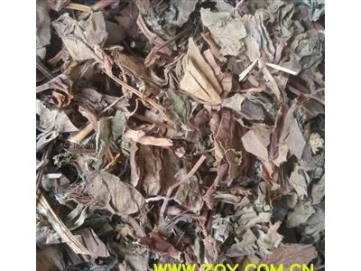 鱼腥草 统 产地 四川 华美药材栈 产地直销 重在品质图4