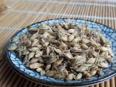 麦芽 精品选装 生麦芽 个个带芽 为冲销量 低价售 精品好药尽在七彩百草图3