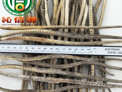 【满包邮】海龙大条统货散装广东产地直供尖海龙 大海龙 沁信源中药批发图2