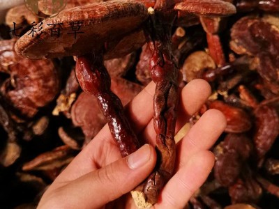 灵芝 带柄选个灵芝个 产地 吉林省 产地货源 量大从优图4