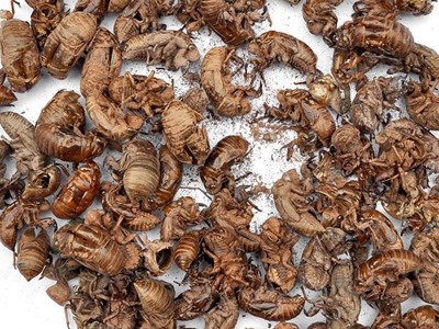 【满298元包邮】蝉蜕统货  虫蜕250克1袋  产地  四川图3