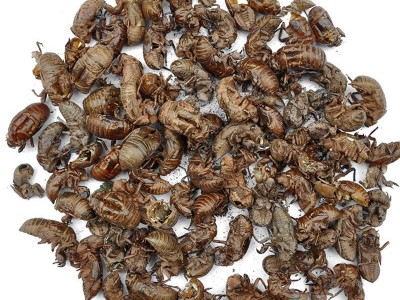 【满298元包邮】蝉蜕统货  虫蜕250克1袋  产地  四川图2