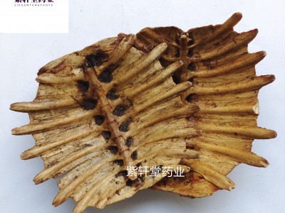 鳖甲 醋鳖甲 制鳖甲 产地山东省 地道药材 紫轩堂药业图4