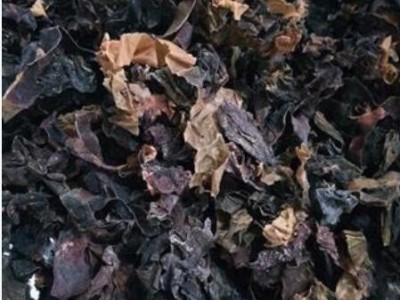 昆布 昆布水洗统货 产地 山东省图2