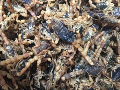 全蝎  全虫 山东 淡盐九成干 新货 一只一个 个个带尾刺 瘪肚子 为冲销量 货好价优图2