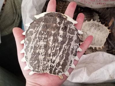 鳖甲 生鳖甲 甲鱼壳 不带肉 整个壳图3