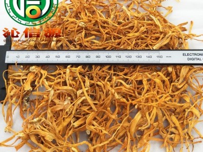 【满包邮】虫草花选货散装蛹虫草产地直供金虫草沁信源中药批发图3