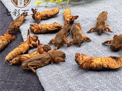 蝼蛄 选 干货 产地 黑龙江省 精品好药尽在七彩百草图1