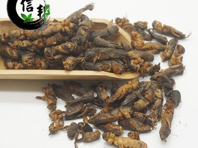 土狗蝼蛄正品土狗子清水无加重体型完整无杂蝲蝲蛄土狗子拉拉蛄干专注品质，诚信信邦！图2
