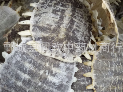 【生鳖甲】@【同欢药材】中药材批发供应  规格齐全 量大从优 产地 山东省图2