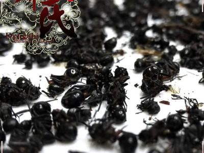 【满包邮】黑蚂蚁大个精选1公斤起批散装批发产地直供邓氏中药材批发 产地 广西壮族自治区桂林市阳朔县 邓氏中药行图3