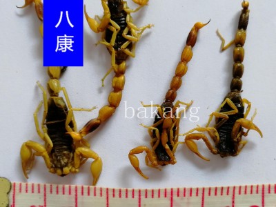 全蝎 01统 全虫图2