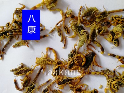 全蝎 01统 全虫图3
