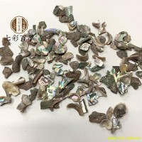 石决明 石决明颗粒 产地 山东省